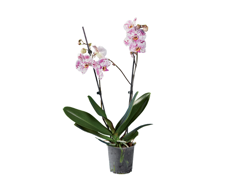 Phalaenopsis orchid with white flowers and purple spots in a transparent pot.