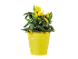 Plant of yellow and green peppers in a yellow bucket.