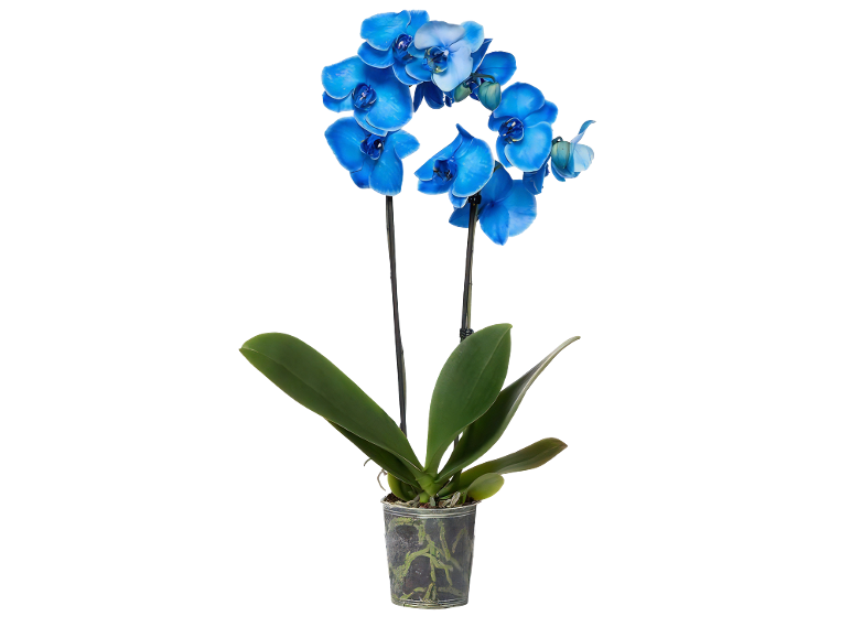 Blue orchid in a clear pot with green leaves.