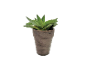 Green succulent plant in a brown pot.