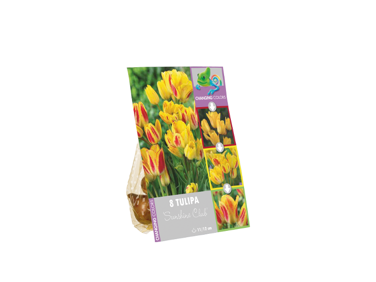 Pack of 8 'Sunshine Club' tulip bulbs with yellow flowers that change colors.