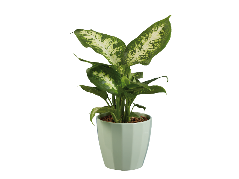 Potted houseplant with large green and white variegated leaves