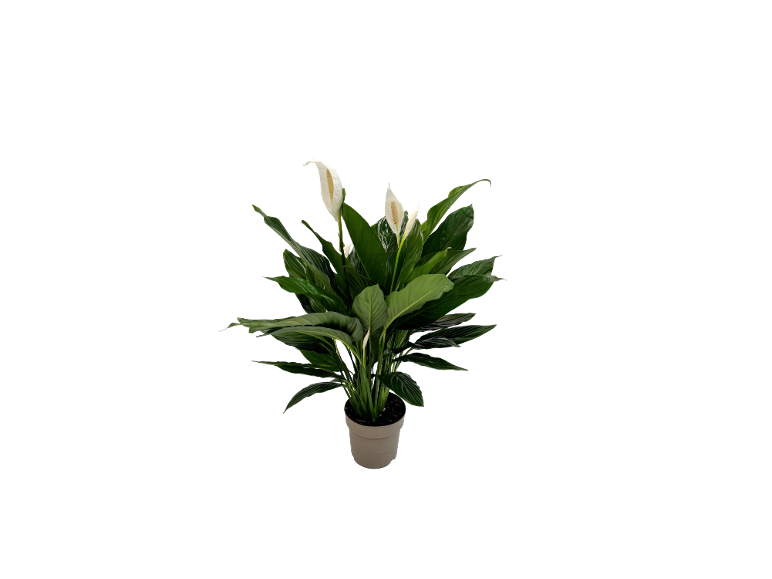 Peace lily plant with white flowers in a grey pot
