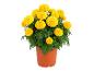 Yellow marigolds in a brown pot on a white background.