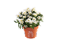 White aster plant in a terracotta pot with text