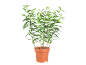 Potted lily plant with many green buds, against a black background.