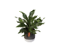 Green plant in a two-tone black and white pot with a label