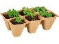 Parsley seedlings in a biodegradable seed tray.