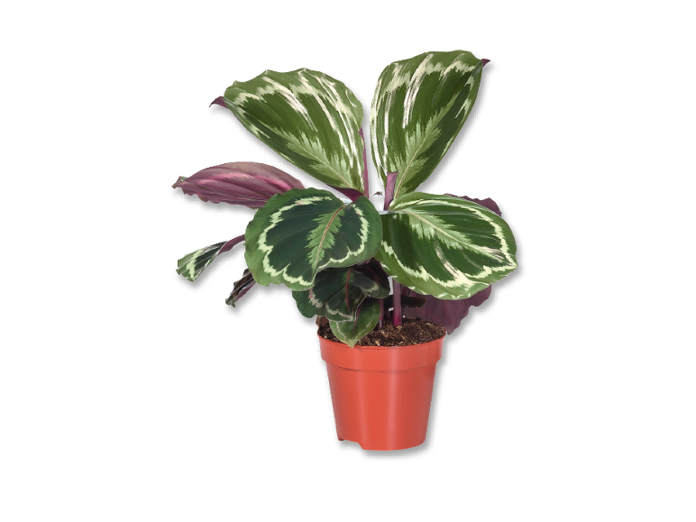A potted Calathea plant with green and white patterned leaves and purple undersides.