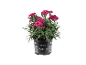 Dianthus plant with fuchsia flowers in black pot with barcode.