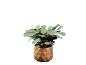 Potted plant with patterned leaves and a wooden pot.
