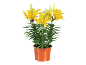 Yellow lilies in an orange pot on a black background