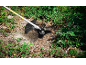 A string trimmer cutting weeds and bushes in a garden.