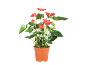 Potted anthurium plant with vibrant red flowers and green leaves.