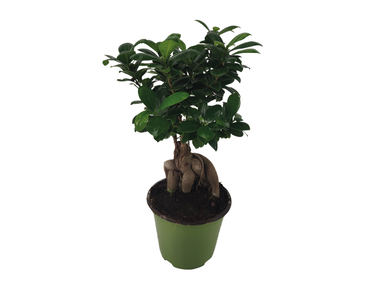 Ficus ginseng bonsai in a green pot.