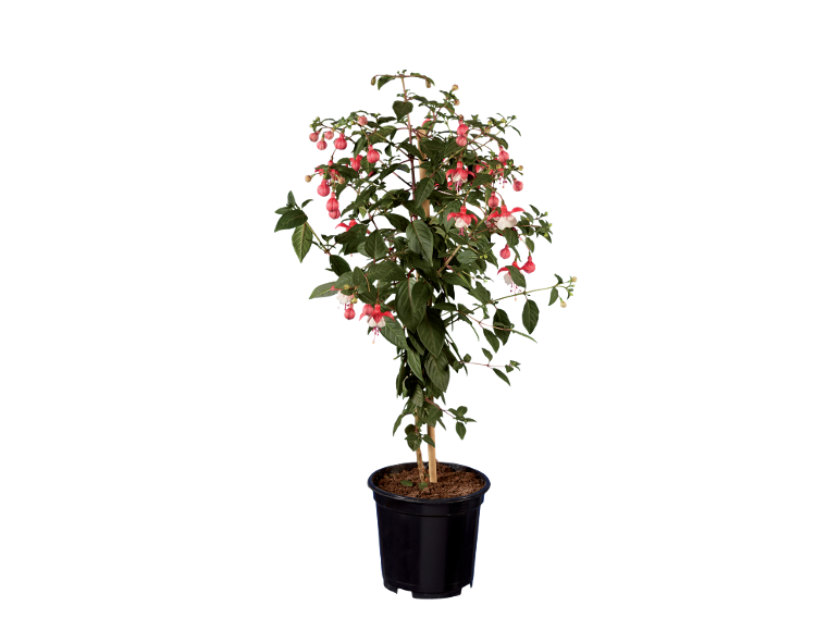 Potted fuchsia plant with pink and white flowers on a black background.