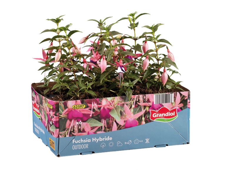 Hybrid fuchsia plants in a cardboard box with text