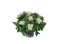 Potted gardenia plant with white flowers and glossy green leaves