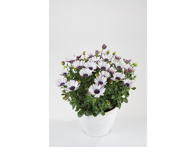 White daisies with purple centers in a white pot.