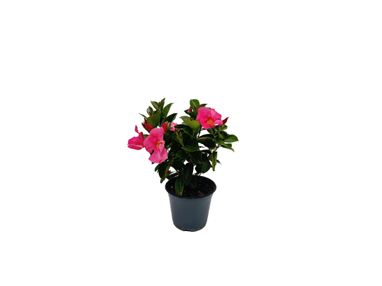 Plant with pink flowers in a black pot