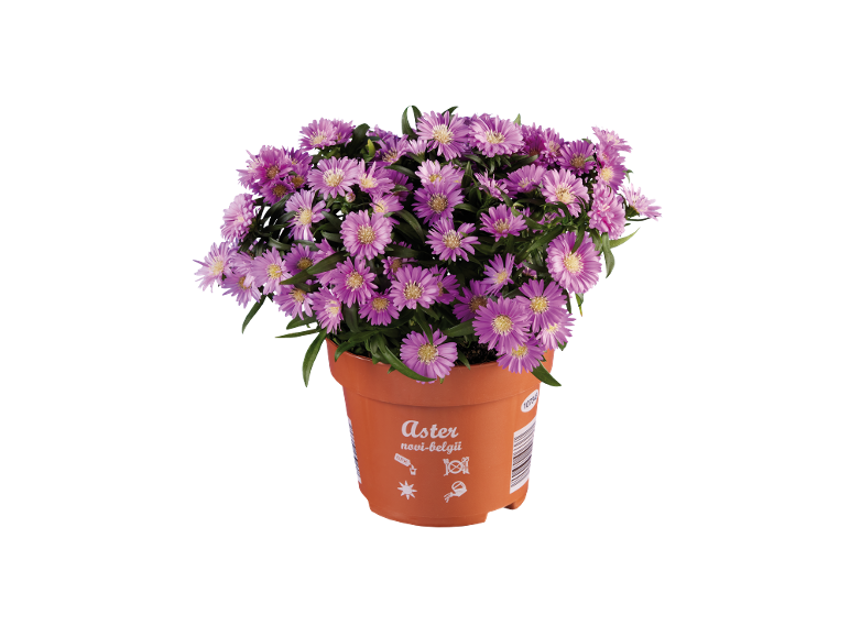 Aster novi-belgii plant in an orange pot with purple flowers and green leaves.
