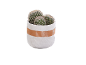 Cactus in a white and brown pot