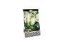 Premium quality 'White Parrot' tulip bulb package.