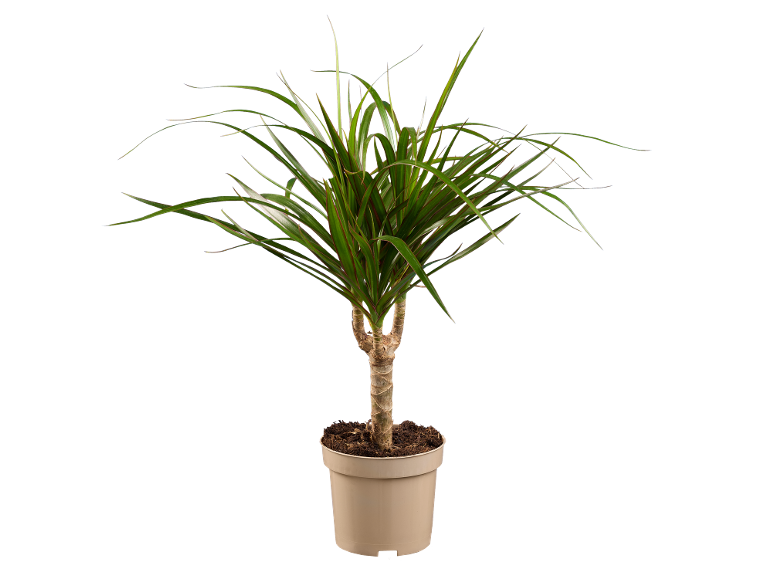 Indoor plant with long green leaves in a beige pot.