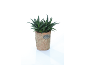 Green plant in a terracotta pot with a 'PLANTS' plaque.