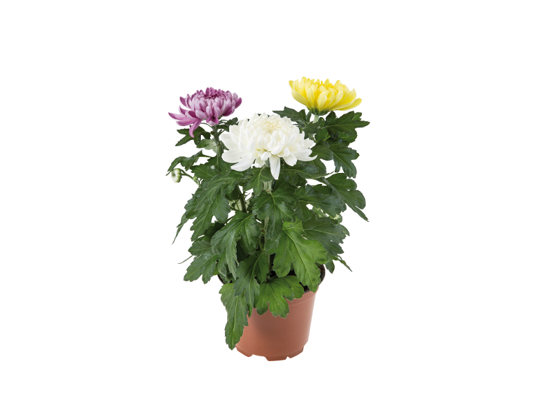 Potted chrysanthemums with white, yellow, and purple flowers