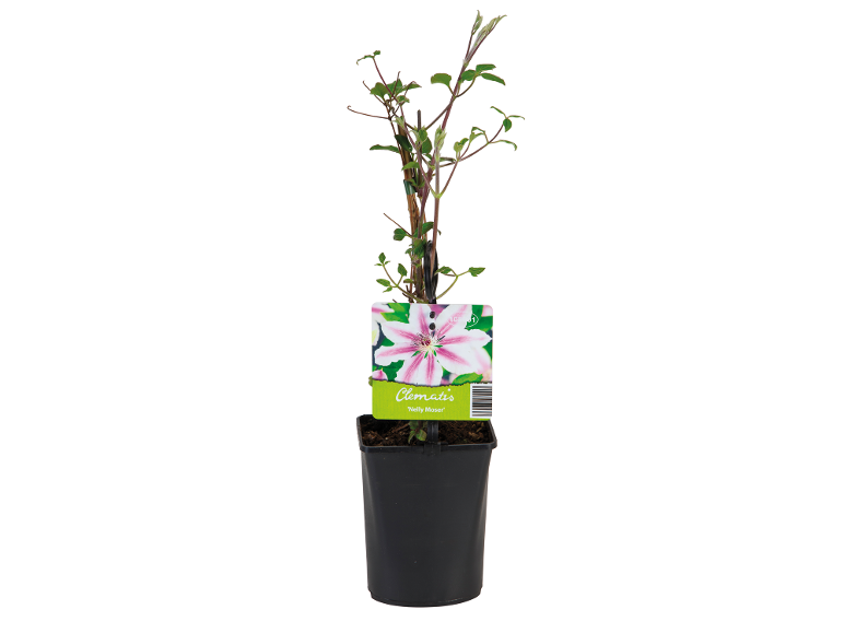 Clematis plant in a black pot with a label showing a pink and white flower.