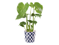 Green houseplant in a white pot with blue diamonds.