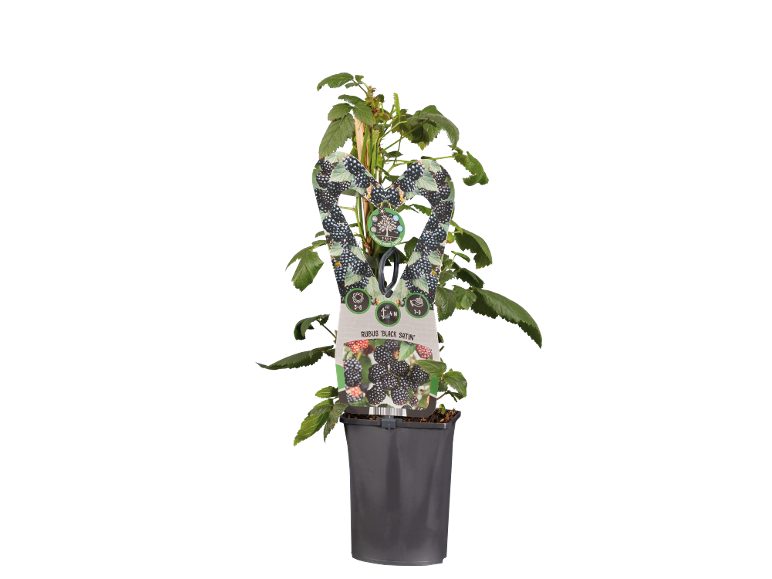 Blackberry plant in pot with heart-shaped label, 'Black Satin' variety