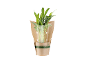 Potted plant in brown paper packaging, with 'HEALTHY AND PURIFYING' printed.
