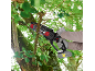 Person pruning a tree with a cordless mini chainsaw, wood chips flying.