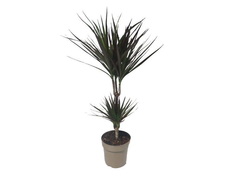 Red-leaf dracaena in a grey pot