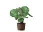 Indoor plant with striped green leaves in a brown terracotta pot.