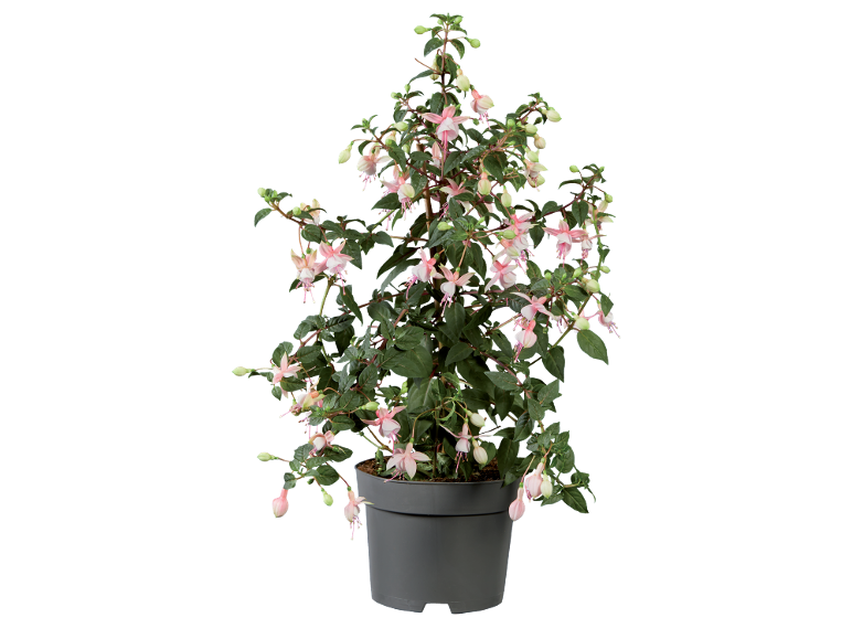 Potted fuchsia plant with pink and white flowers.