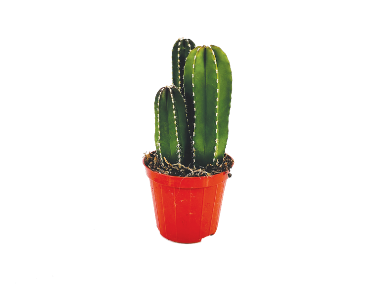 Green cactus in a red pot