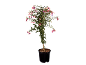 Potted fuchsia plant with pink and purple flowers, against a black background.