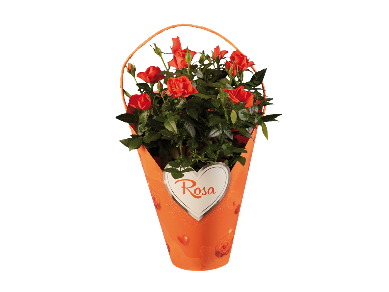 Potted rose with red blooms in an orange wrap with a heart saying 'Rosa'.