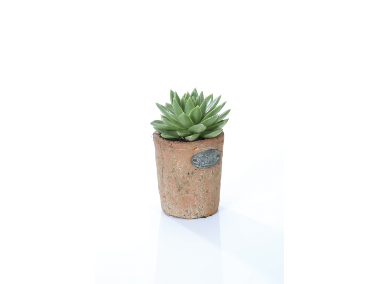 Green succulent plant in a small terracotta pot with a metal label.