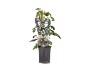 Blackberry plant in pot with heart-shaped label, 'Black Satin' variety