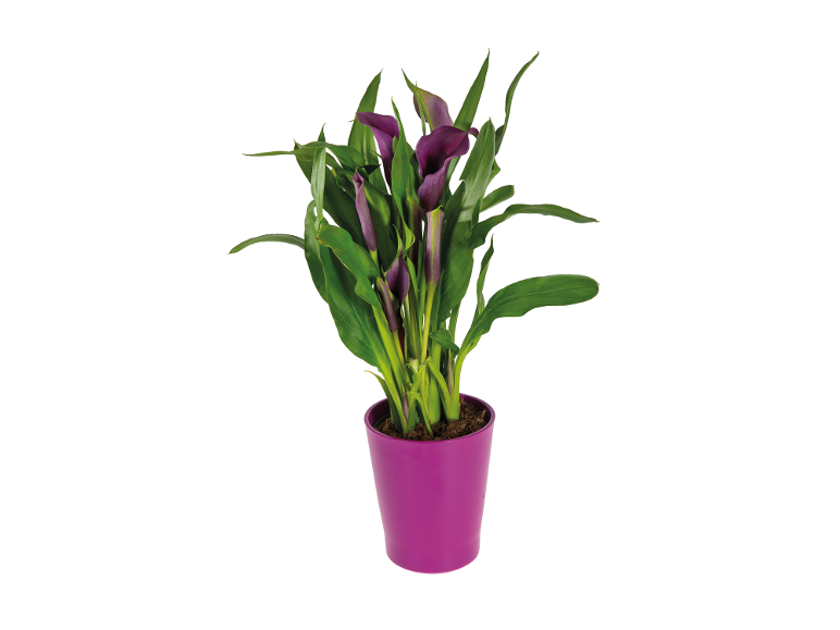 Purple calla plant in a fuchsia pot.