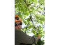 Man in a safety helmet pruning tree branches with long-handled loppers.