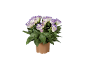 Potted plant with white flowers and purple edges