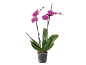 Fuchsia orchid in transparent pot with green leaves and buds.