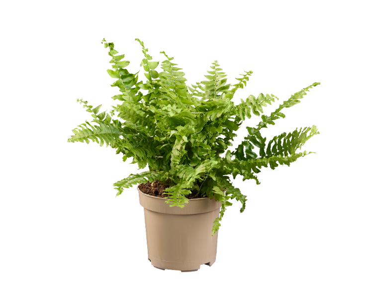 Green fern in a beige plastic pot on a black background.