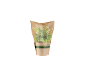 Potted plant in brown paper packaging, with the text 'HEALTHY AND PURIFYING'.