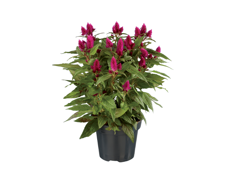 Celosia plant with fuchsia flowers in a grey pot.